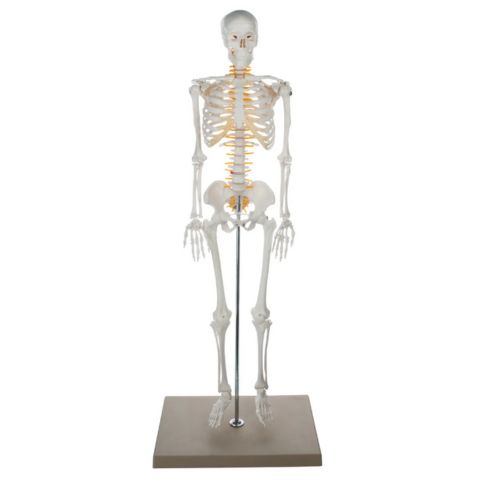 Half Size Skeleton