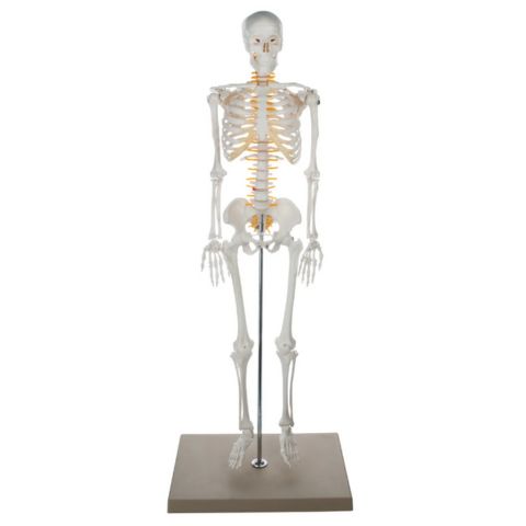 Half Size Skeleton