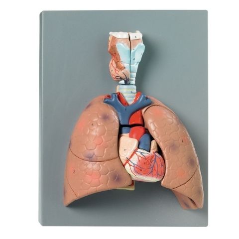 Human Lung Model