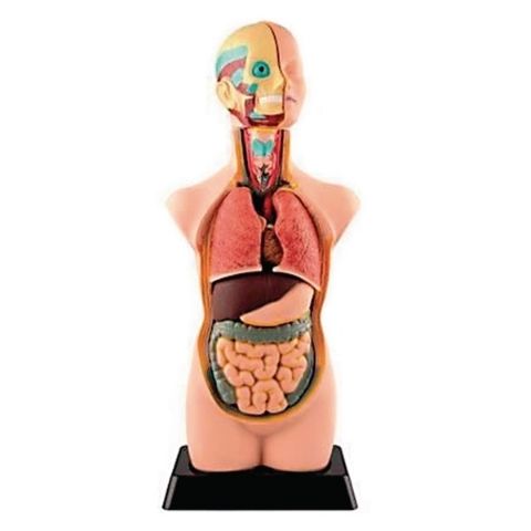 Human Torso Model