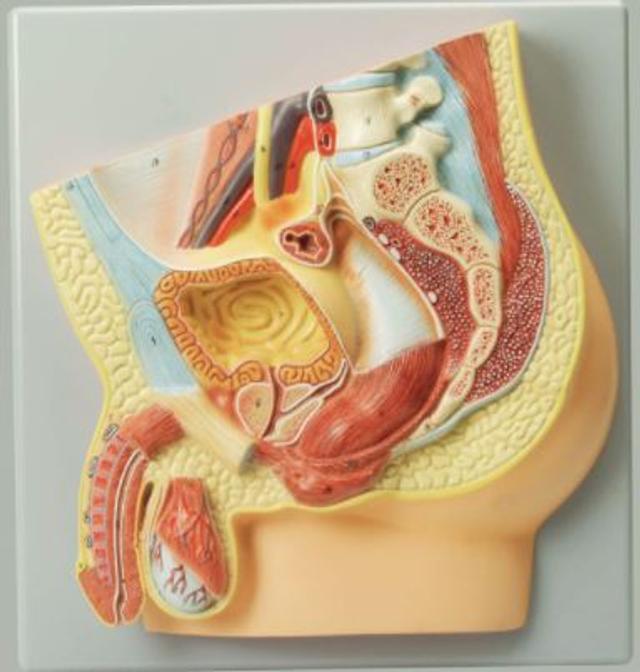 Human Male Reproductive System Model
