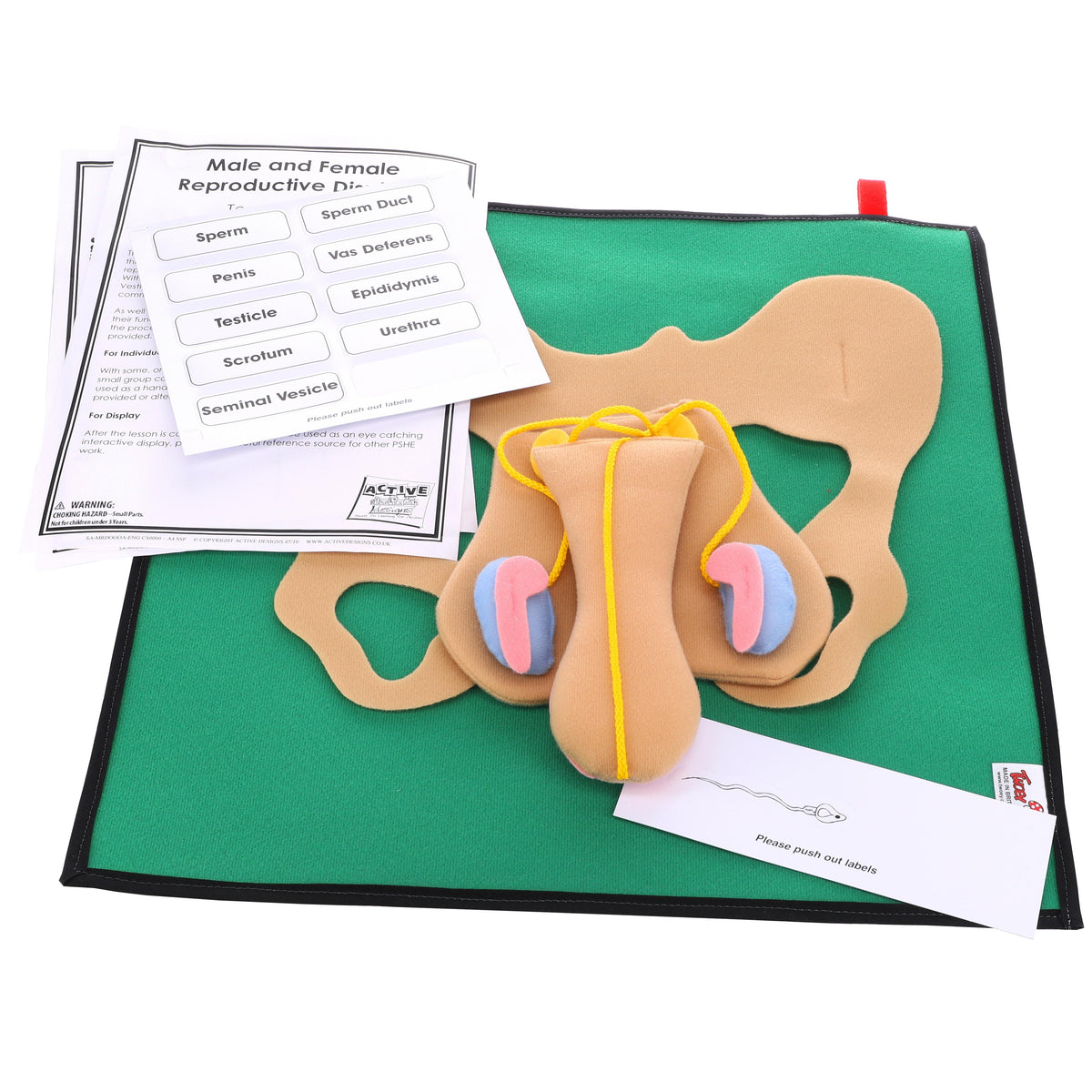 TWOEY Male Reproductive Display