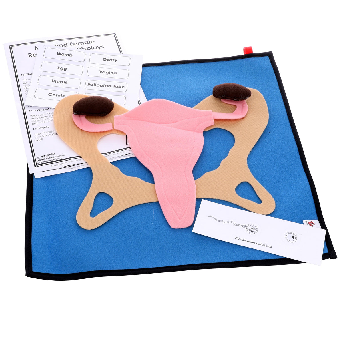 TWOEY Female Reproductive Display