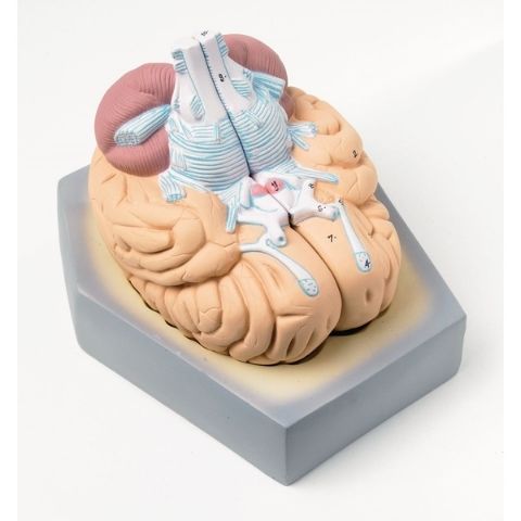 Human Brain Model - 2 Part