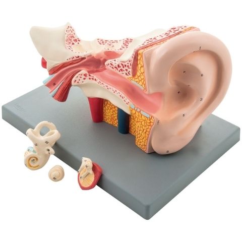 Human Ear Model