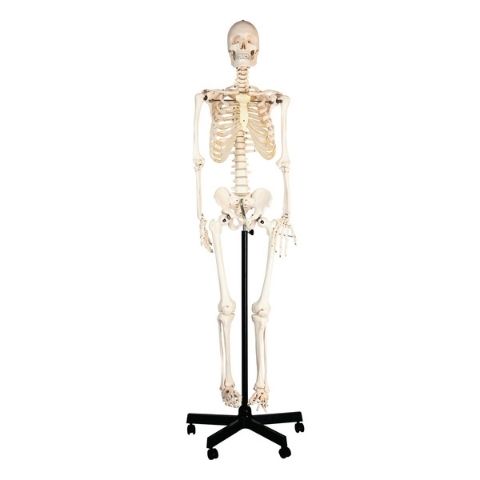 Human Skeleton With Stand