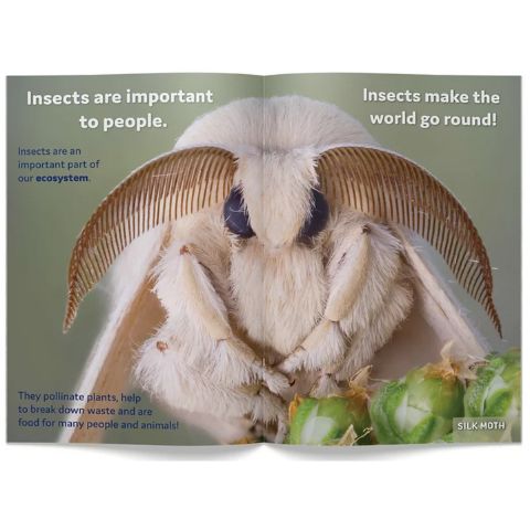 I am an Insect Big Book